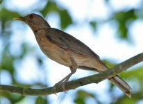 DSC_0767thrush.jpg