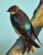 Yellowstone Swallow.jpg