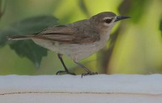 Mouse-brown Sunbird @ Makasutu.jpg