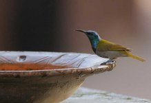 Green-headed Sunbird @ Makasutu.jpg