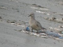 Beddington Farm Red Knot 1.jpg