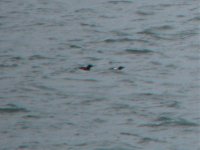 black guillemot parent and juv greenore.jpg