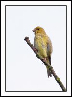 Greenfinch.jpg