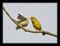 Greenfinch2.jpg