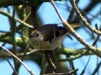 goldcrest juv july 08.jpg