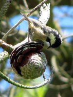 coal tit july 08.jpg