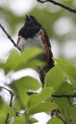 1.EasternTowhee.JPG