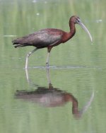 4.GlossyIbis.JPG