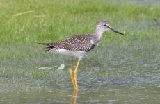 5.LesserYellowLegs.JPG