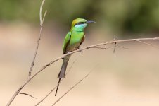 Little-Green-Bee-eater,,-Candolim-(57)-fbook.jpg