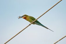 Blue-tailed-Bee-eater-(18)-Saligao-Hill,-Candolim-fbook.jpg