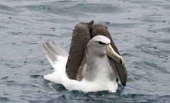 Salvins Albatross.jpg