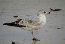 ring-billed_gull_18jan22_2160l_1794.jpg