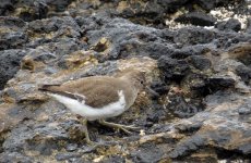 common_sandpiper_17jan22_2160l_1751.jpg