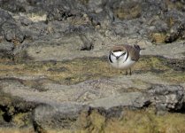 kentish_plover_16jan22_2000l_1713.jpg