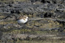 kentish_plover_16jan22_2160l_1701.jpg