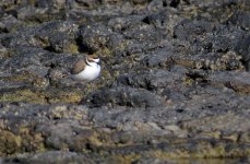 kentish_plover_16jan22_2160l_1698.jpg