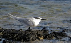 sandwich_tern_16jan22_2160w_1688.jpg