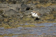 kentish_plover_16jan22_2160l_1708.jpg