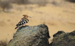 hoopoe_18jan22_2160l_1773.jpg