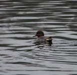 Green-winged Teal2.Ford's Pond 11.28.21.JPG