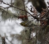 Townsend's Warbler Male2c.Aerie Rd 12.18.21.JPG