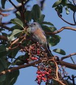 Western Bluebird2.Cooper Ridge 12.14.21.jpg