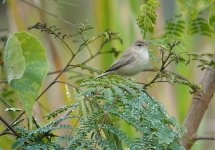 DSC01824 Booted Warbler @ Fung Lok Wai bf.jpg