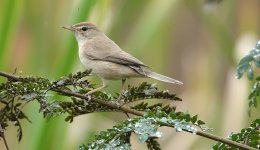 DSC01772 Booted Warbler @ Fung Lok Wai bf.jpg