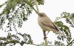 DSC01818 Booted Warbler @ Fung Lok Wai bf.jpg