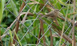 DSC01829 Siberian Chiffchaff @ Fung Lok Wai bf.jpg