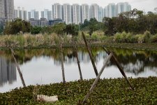 DSC01738 Booted Warbler pond @ Fung Lok Wai bf.jpg