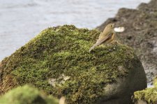 20 - Red-flanked Bluetail.JPG