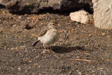 berthelot pipit2.JPG