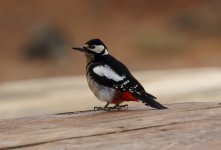 gt spotted wpecker canariensis.JPG