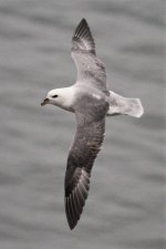 23 - Fulmar.JPG