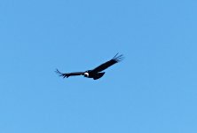 P1040918_Andean Condor.jpg