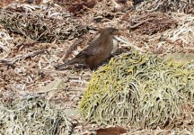 P1060605_Tussacbird Bleaker Island.jpg