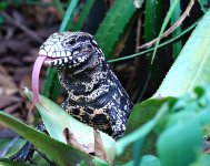 Argentine black and white Tegu tongue extended.jpg