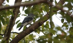 DSC02177 Black-winged Cuckooshrike @ DB bf.jpg