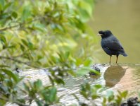 DSC02431 Crested Myna @ DB bf.jpg