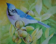 blue jay with pecans 02.jpg