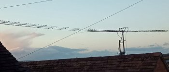 Starlings 1 trim.jpg