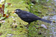 Blackbird (speckled male) in garden.jpg