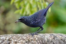 DSC02631 Blue Whistling Thrush @ DB bf.jpg