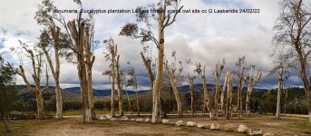 Soumaria  Eucalyptus plantation Lesvos former scops owl site cc G Laskaridis 240222.jpg