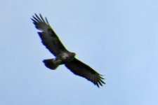 Buteo buteo - Mäusebussard.jpg