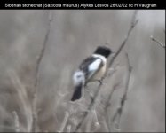 Siberian stonechat (Saxicola maurus) Alykes Lesvos 280222 cc H Vaughan.JPG