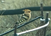 Hoopoe  Upupa Epops  Eressos 080322 cc Steve.jpg