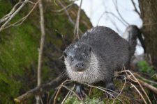 Otter (10).jpg